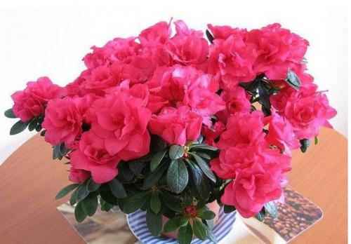 Азалия (Azalea) - королева цветочного царства? 02