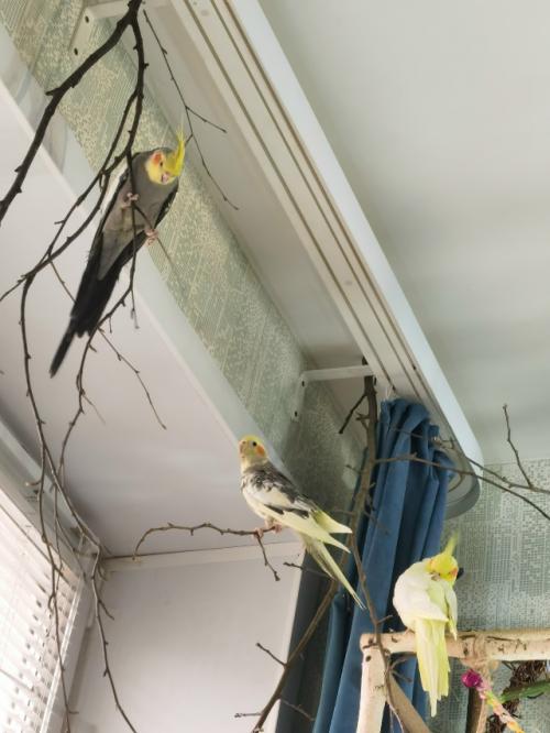 Для чего ветки попугаям? 02