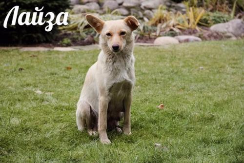 Три собачки - сестрички живут под окном и очень хотят обрести теплый дом! 04 Три собачки - сестрички живут под окном и очень хотят обрести теплый дом! 04