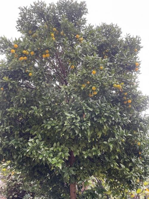 Абхазия.  Гагра.  Новый Афон есть. 03