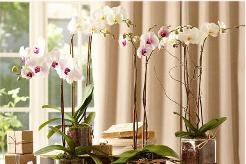 Это интересно - растения помогающие уснуть. 02 Это интересно - растения помогающие уснуть. 02