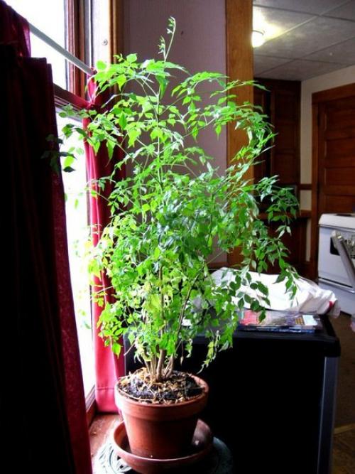 Радермахера - изумрудная королева? 06