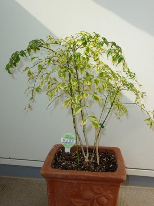 Радермахера - изумрудная королева? 08