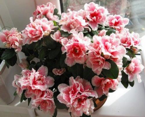 Азалия (Azalea) - королева цветочного царства? 04