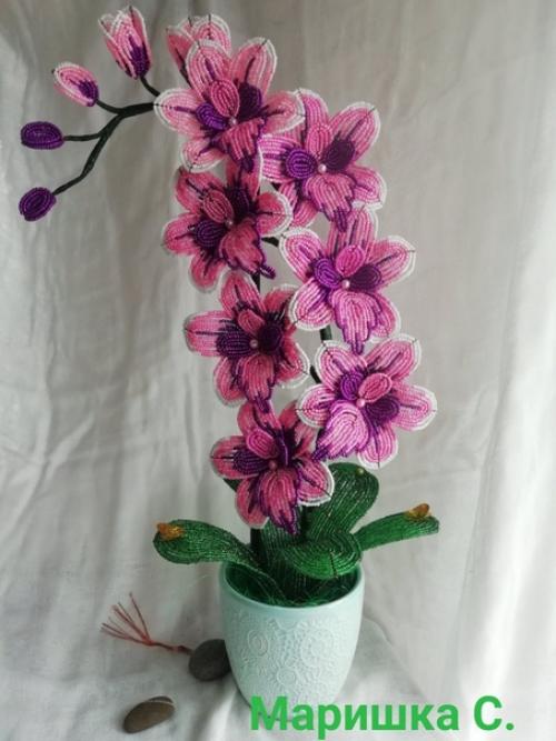 Орхидея - это шедевр природы.