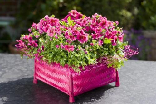 Комнатный схизантус.   Среди комнатных растений не так уж много подлинных однолетников. 01