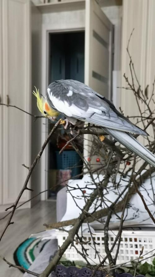 Для чего ветки попугаям? 04