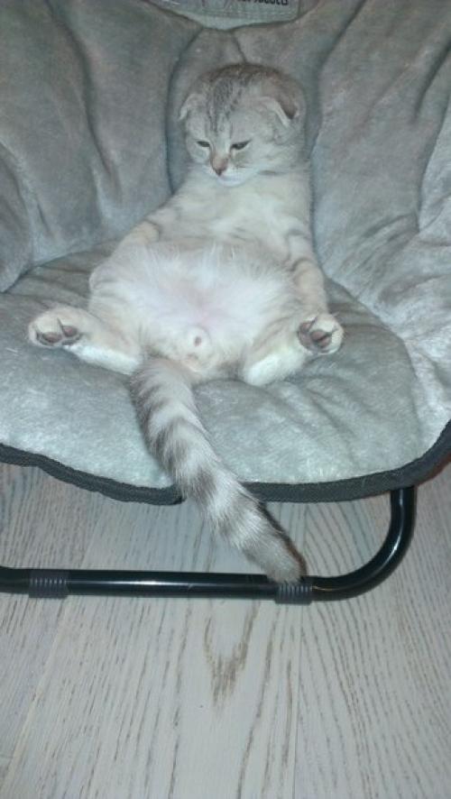 Кошкин дом.  Точнее дом царственной особы, в котором мы почему-то затесались. 09