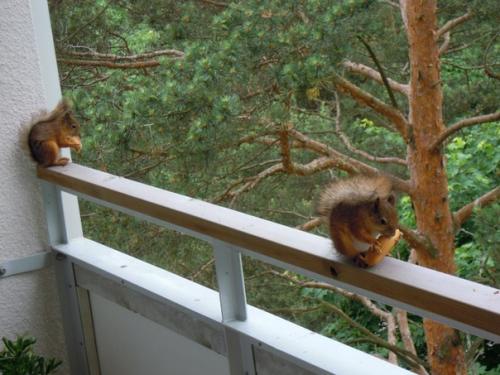 Главные отличия финского жилья: 04