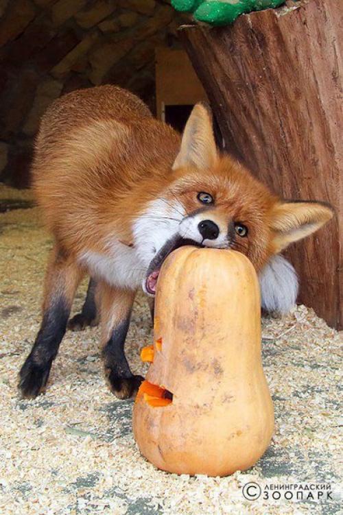 Как сделать добро, живя в Петербурге. 03