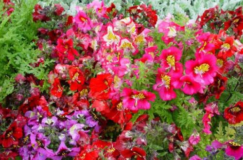 Комнатный схизантус. 

Среди комнатных растений не так уж много подлинных однолетников.  