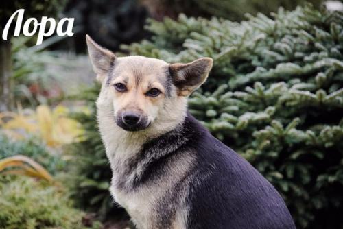 Три собачки - сестрички живут под окном и очень хотят обрести теплый дом! 02 Три собачки - сестрички живут под окном и очень хотят обрести теплый дом! 02