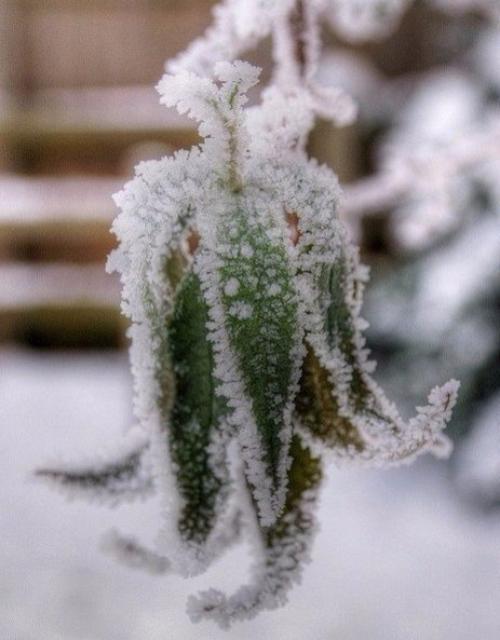 Люблю, когда идёт снег. 05