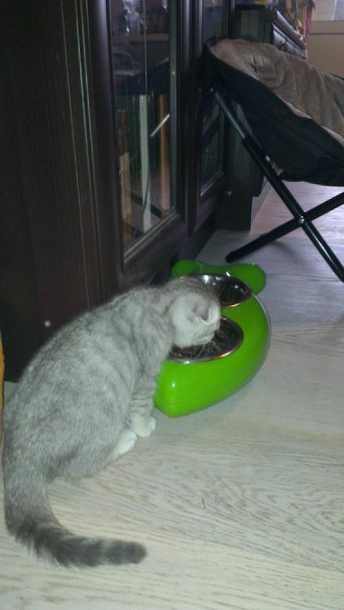 Кошкин дом.  Точнее дом царственной особы, в котором мы почему-то затесались. 08