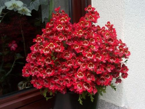 Комнатный схизантус.   Среди комнатных растений не так уж много подлинных однолетников. 03