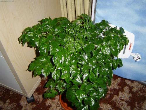 Радермахера - изумрудная королева? 03