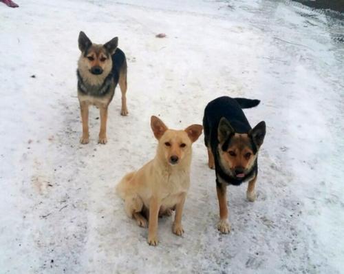 Три собачки - сестрички живут под окном и очень хотят обрести теплый дом! 01 Три собачки - сестрички живут под окном и очень хотят обрести теплый дом! 01