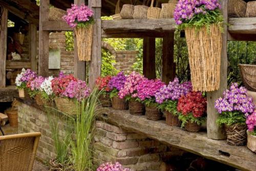 Комнатный схизантус.   Среди комнатных растений не так уж много подлинных однолетников. 04