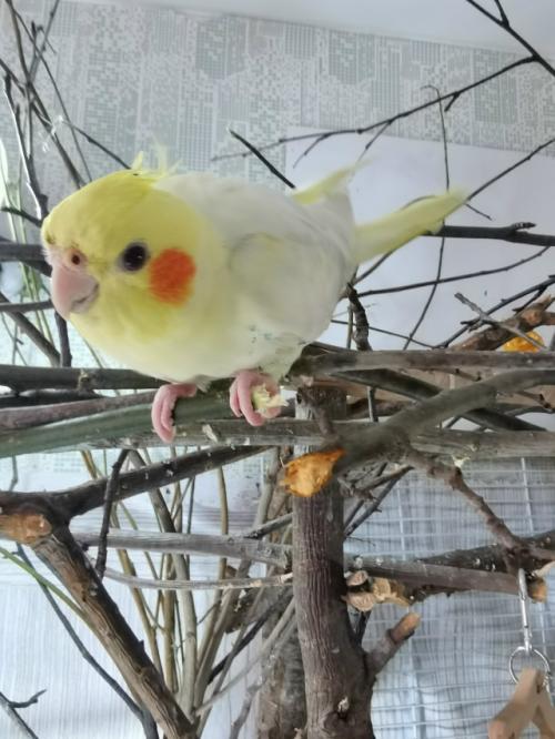 Для чего ветки попугаям? 05