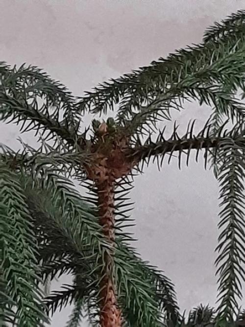 История одной ёлочки. 08