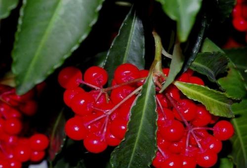 Рождественник.  Необычное растение с водопадом ярких цветов и зимним цветением украшает хмурые дни и заряжает позитивом. 07