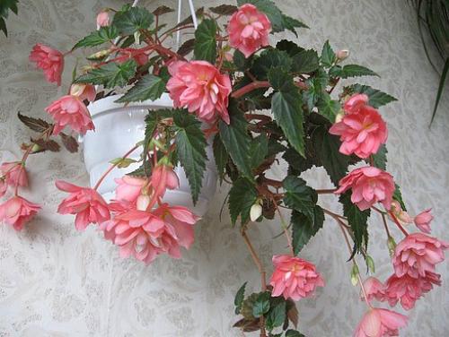 7 комнатных растений для лучшего сна. 01