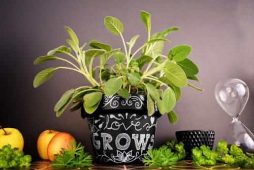 Растения цветы.  ? 10. 03