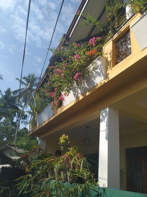 Шри-ланка Travel: гест - хаусы. 07