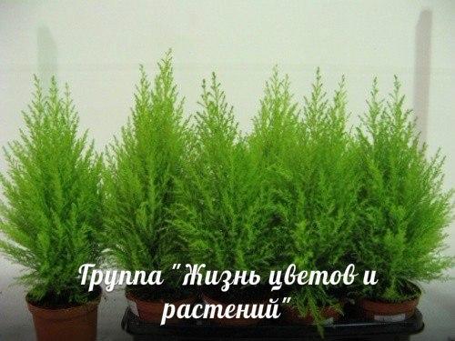 Растения для детской. 03