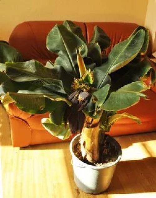 Банан. Кажется, что огромные банановые Деревья и выращивание в комнатных условиях - вещи категорически несовместимые. 02