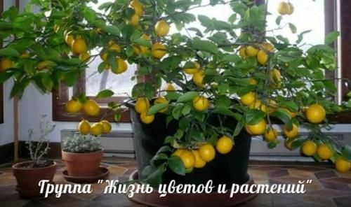 Растения для детской. 04