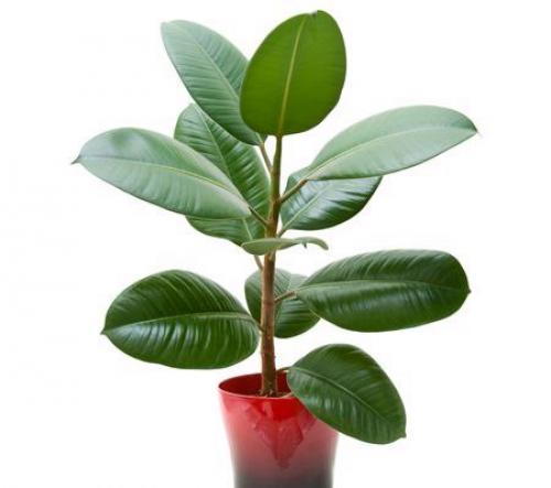 7 комнатных растений для лучшего сна. 02