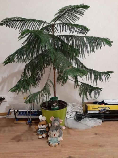 История одной ёлочки. 06