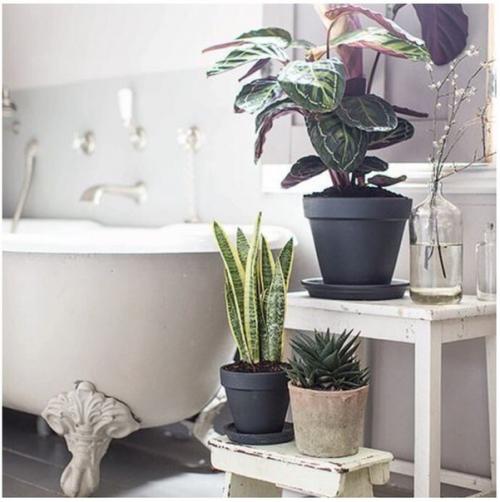 Обитатели Домашних Тропиков: растения для ванной комнаты. 06