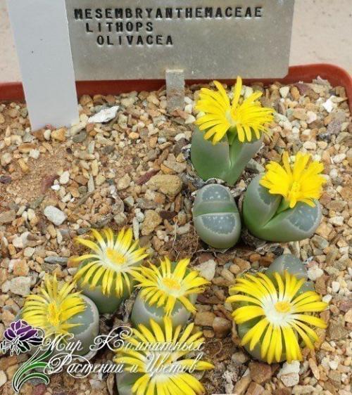 Литопсы или живые камни подоконники украсят. 01