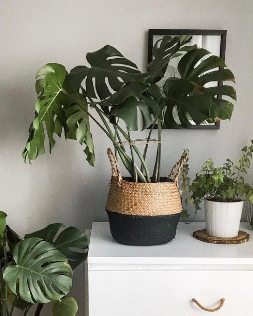 6 идеальных комнатных растений для спальни. 03