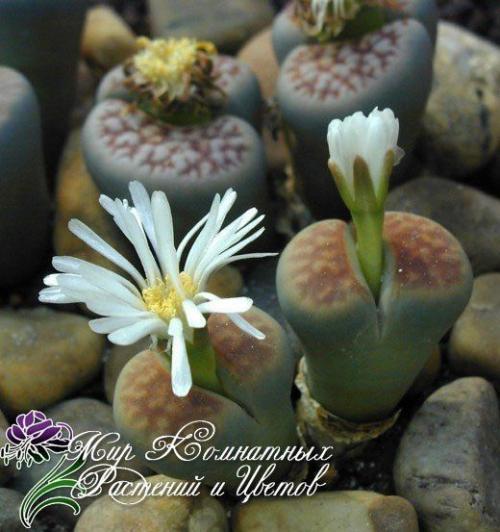 Литопсы или живые камни подоконники украсят. 04