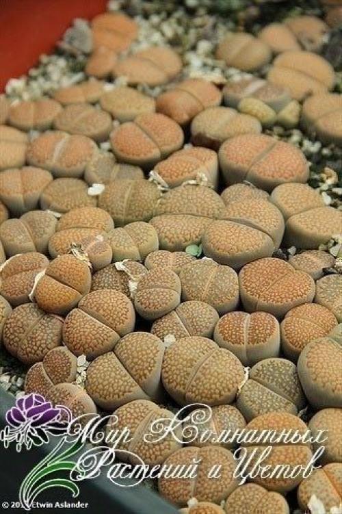 Литопсы или живые камни подоконники украсят. 02