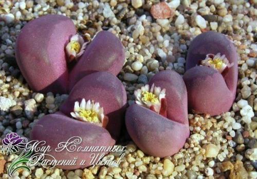 Литопсы или живые камни подоконники украсят. 03