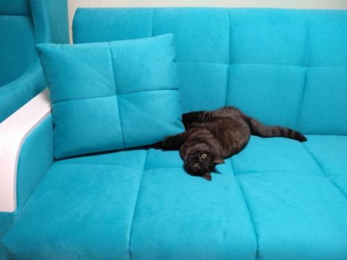 Освежить интерьер и придать ему красочность можно с помощью яркого дивана. 02