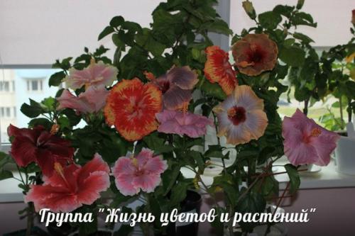 Растения для детской. 01