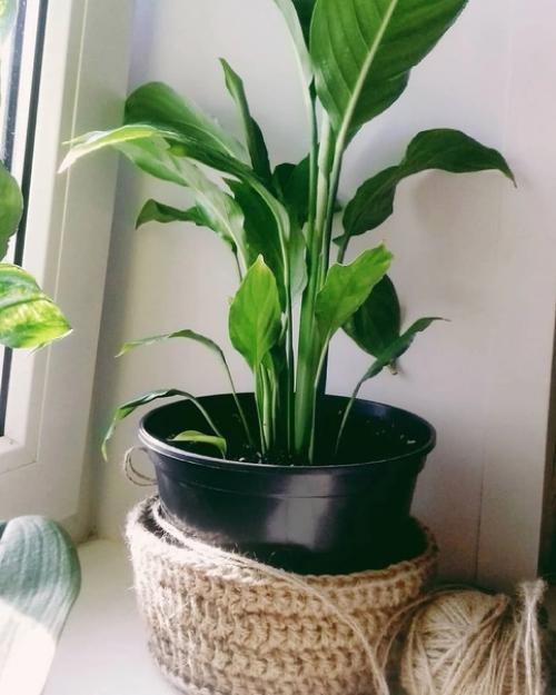 6 идеальных комнатных растений для спальни. 01