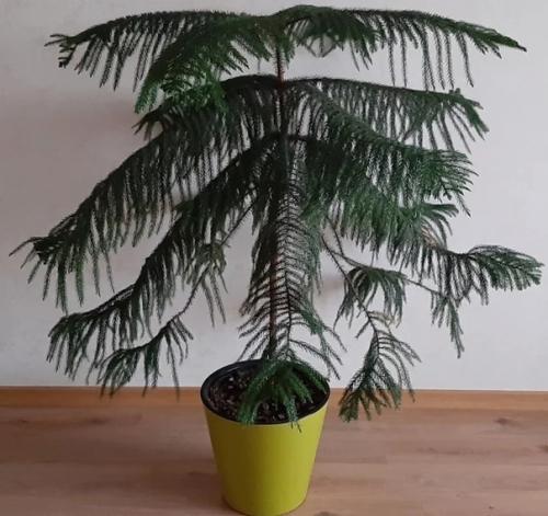 История одной ёлочки. 05