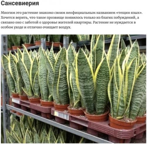 Растения, отлично подходящие для обновления воздуха в квартире. 08