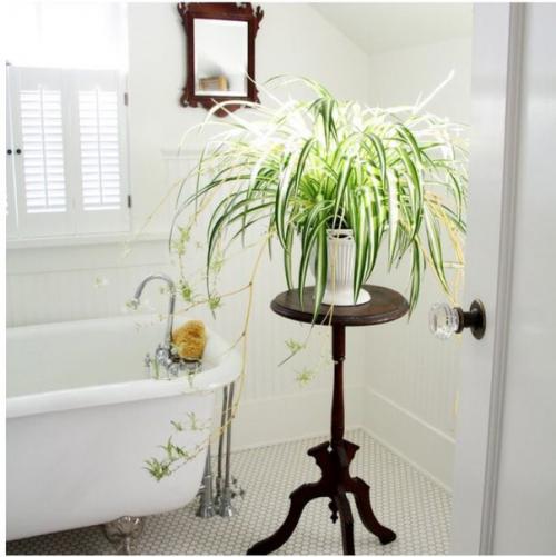 Обитатели Домашних Тропиков: растения для ванной комнаты. 03
