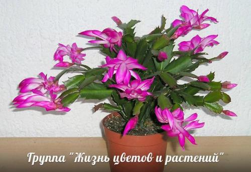 Растения для детской. 02