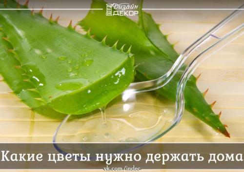 Какие цветы нужно дома держать! 

