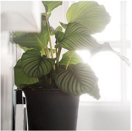 Обитатели Домашних Тропиков: растения для ванной комнаты. 05