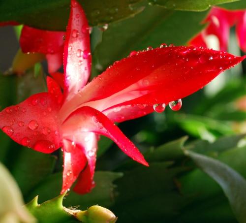 Рождественник.  Необычное растение с водопадом ярких цветов и зимним цветением украшает хмурые дни и заряжает позитивом. 04