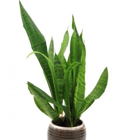 7 комнатных растений для лучшего сна. 06